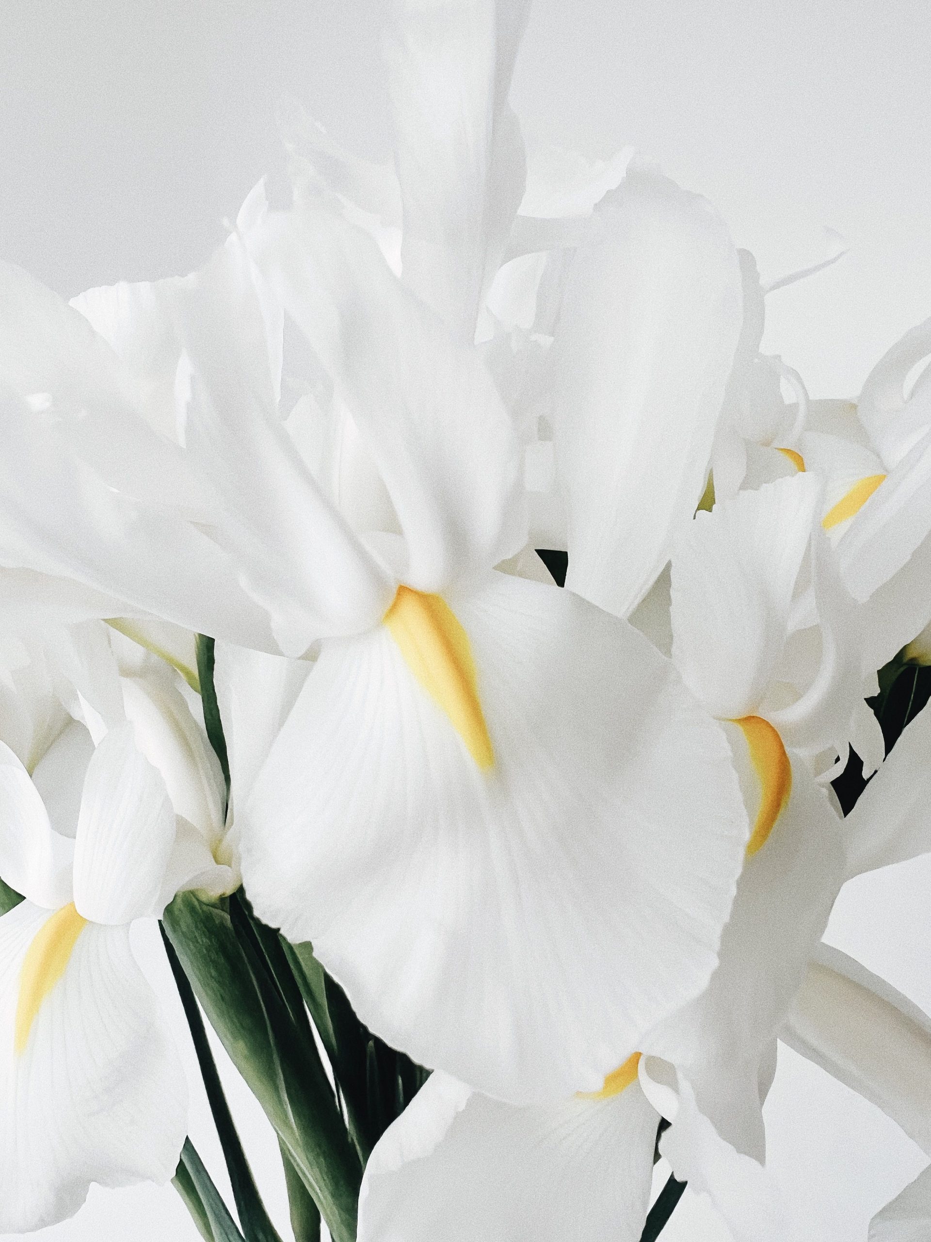 White iris flowers with yellow centres on a pale studio background