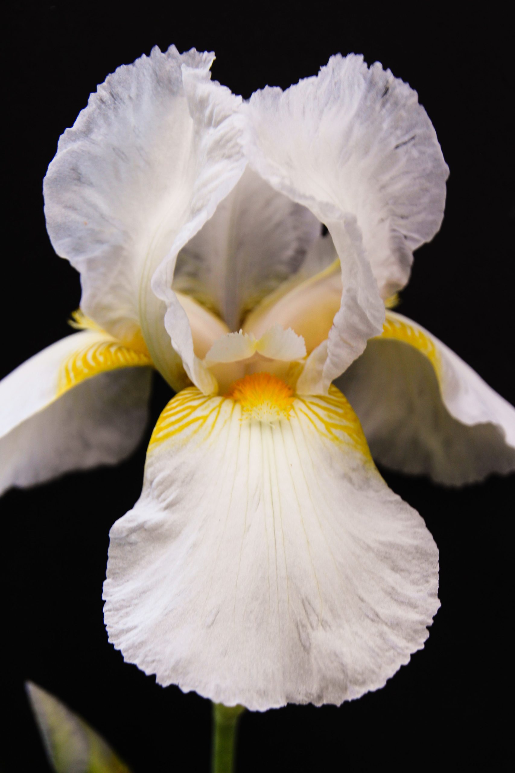 A white iris flower against a black background