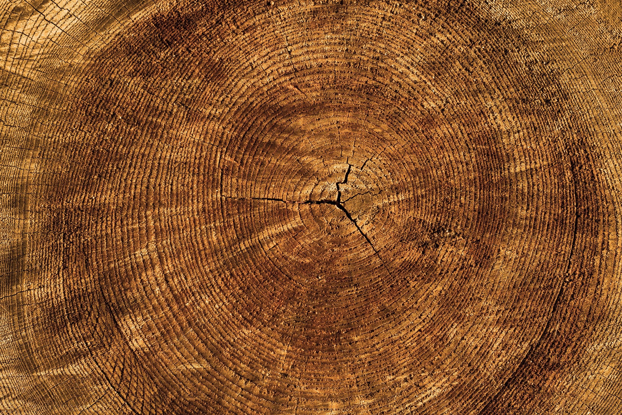 Growth rings of a cut log, warm brown wood grain