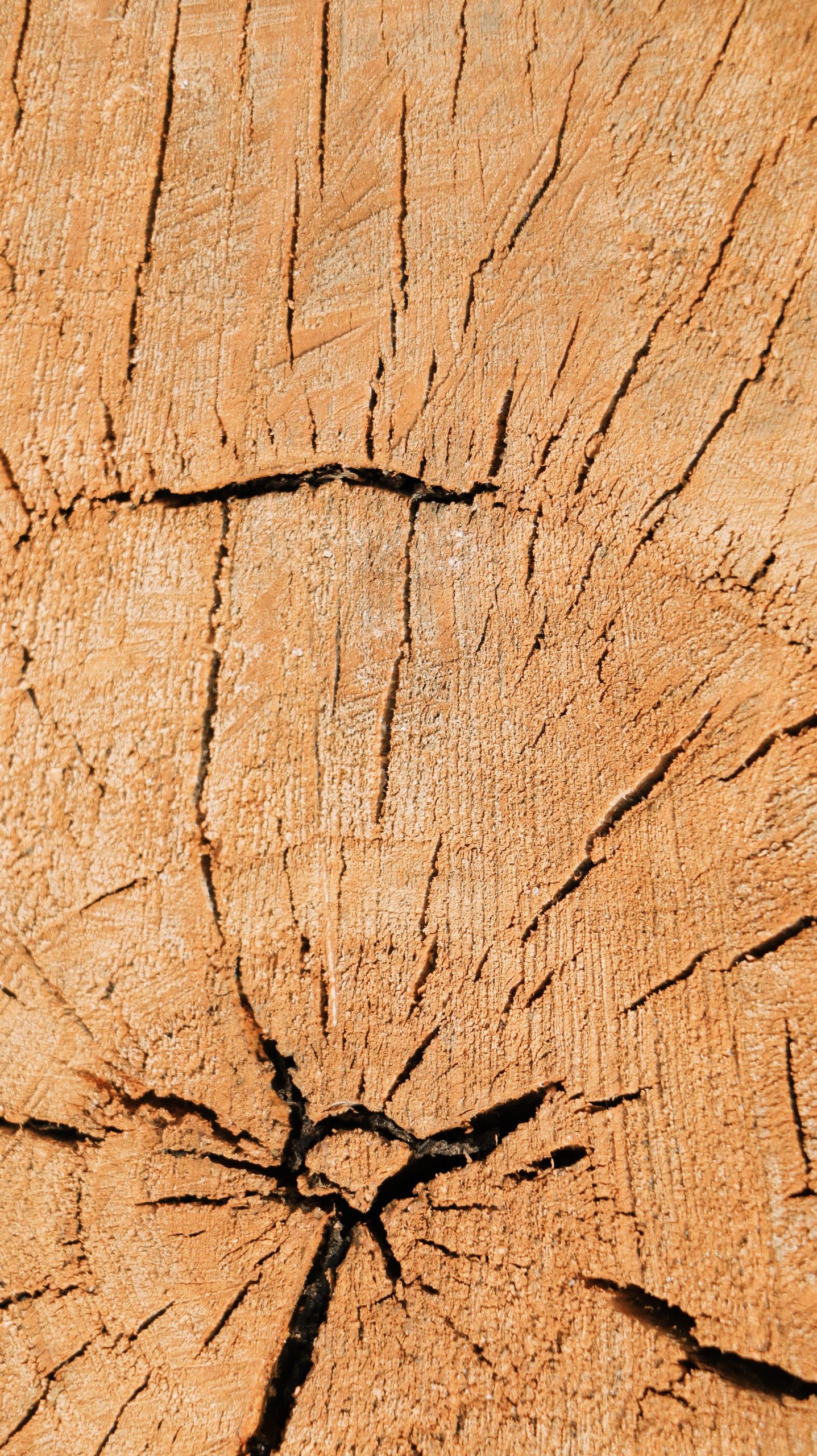Cracked end grain of a dry log