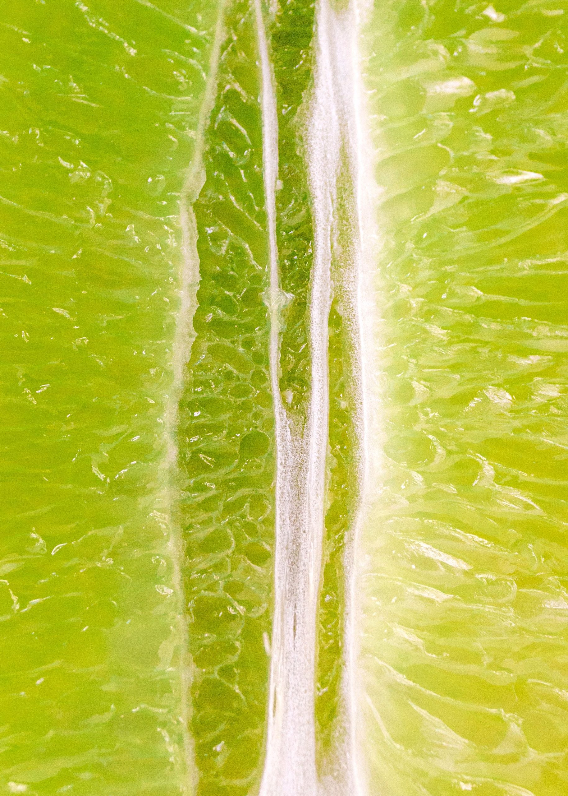 Macro photograph of a green citrus fruit cut in half
